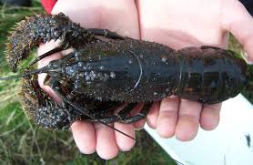 Image result for koura crayfish