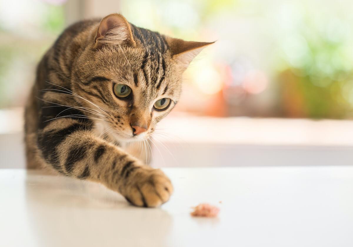 prenez le temps de jouer avec votre chat ou donnez lui de quoi jouer pour le distraire