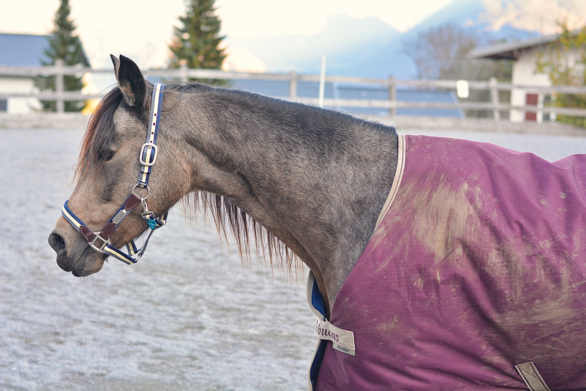 A grey mare with a DIY repaired horse blanket 