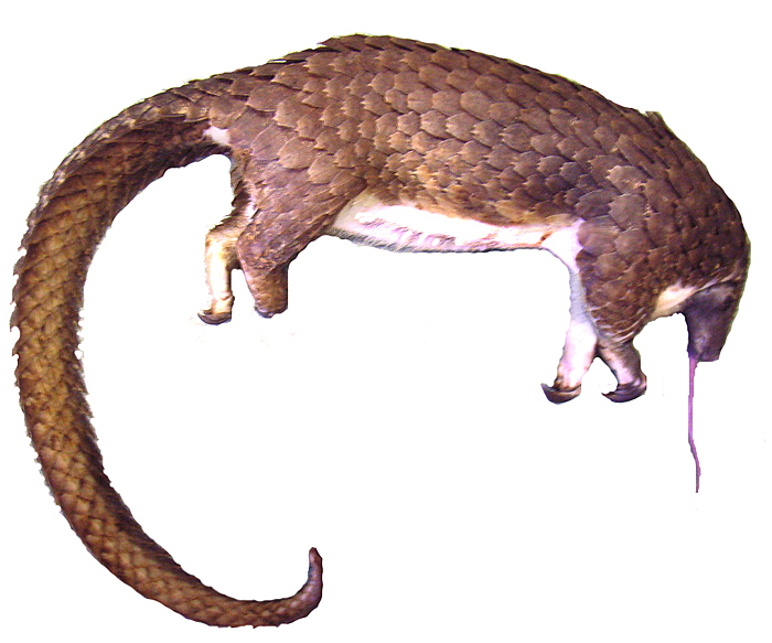 This photograph of a ‘white-bellied pangolin’ at autopsy shows the reason for its name.