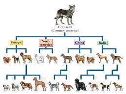Image result for evolution of a dog
