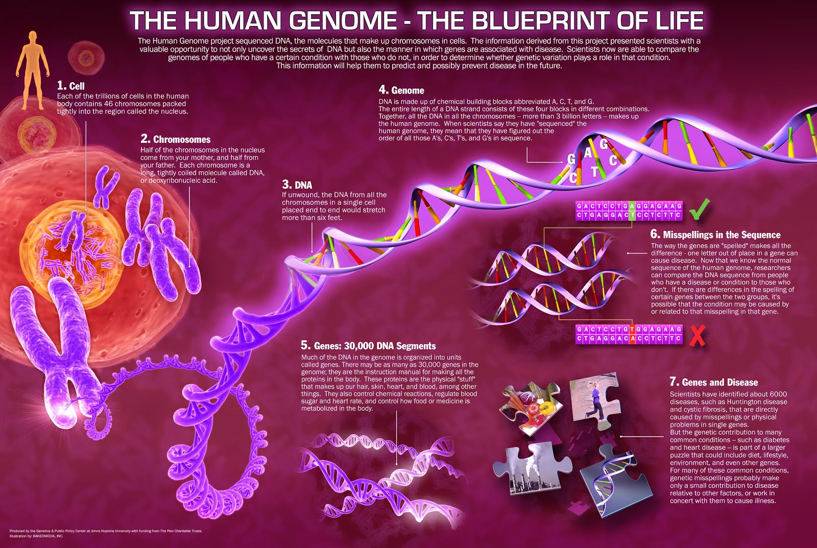 The Human Genome.jpg