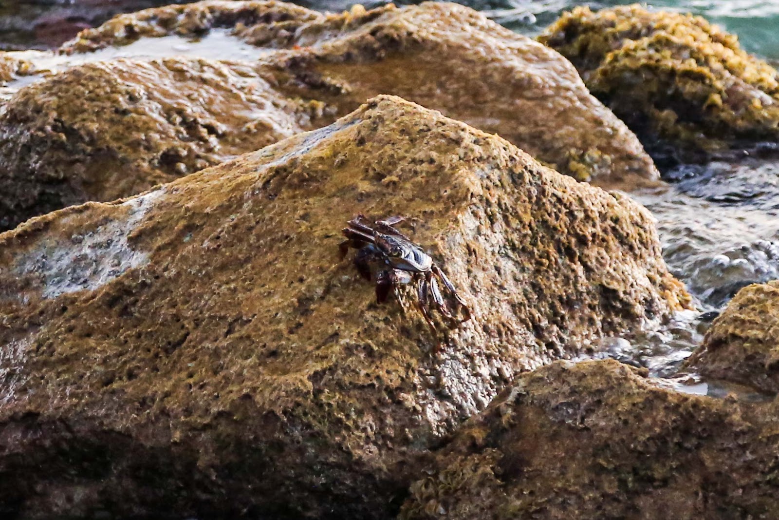 A cool dark red-brown crab on rocks at Zachary Taylor State Park in Key West.