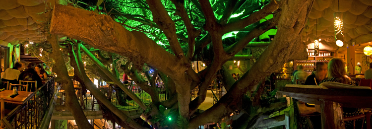 Costa Rica, Monteverde, Tree House Restaurant