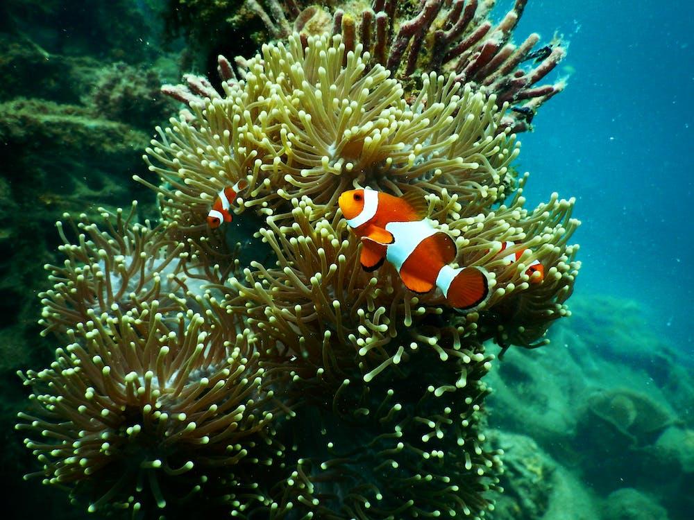 Free Clownfish near Coral Reef Stock 
Rainforests of the Seas