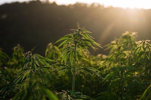 Hemp, Cannabis, Field, Plant, Crop
