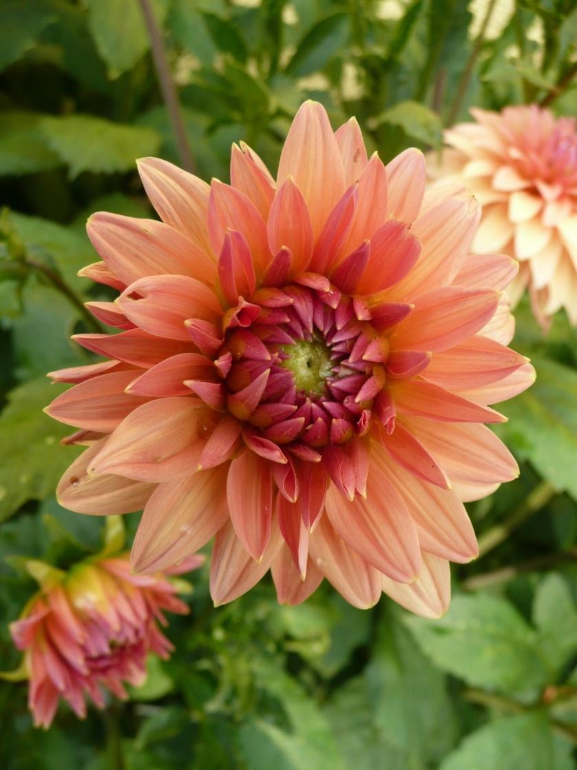 Best Online Flower Delivery- SnapBlooms.com