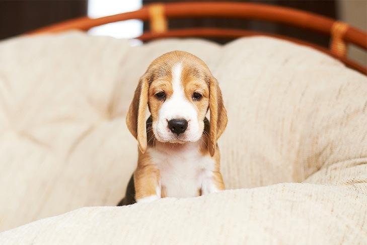 Bringing a Puppy Home: Help Your Puppy Adjust to a New Home