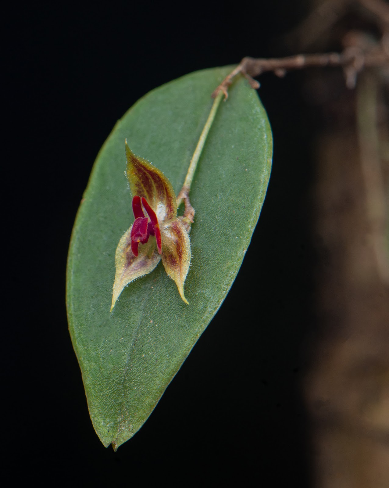 Orchids, Costa Rica