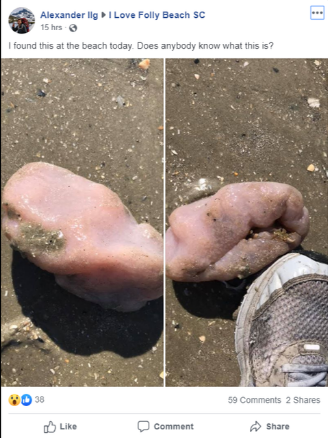 Image result for Tunicate Folly Beach di South Carolina