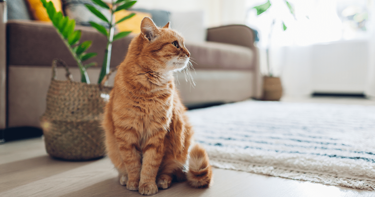 Orange cat sitting on living room floor in front of woven basket containing leafy plant