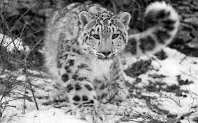 Image result for snow leopard