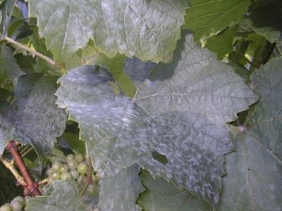 New sensation in vineyards