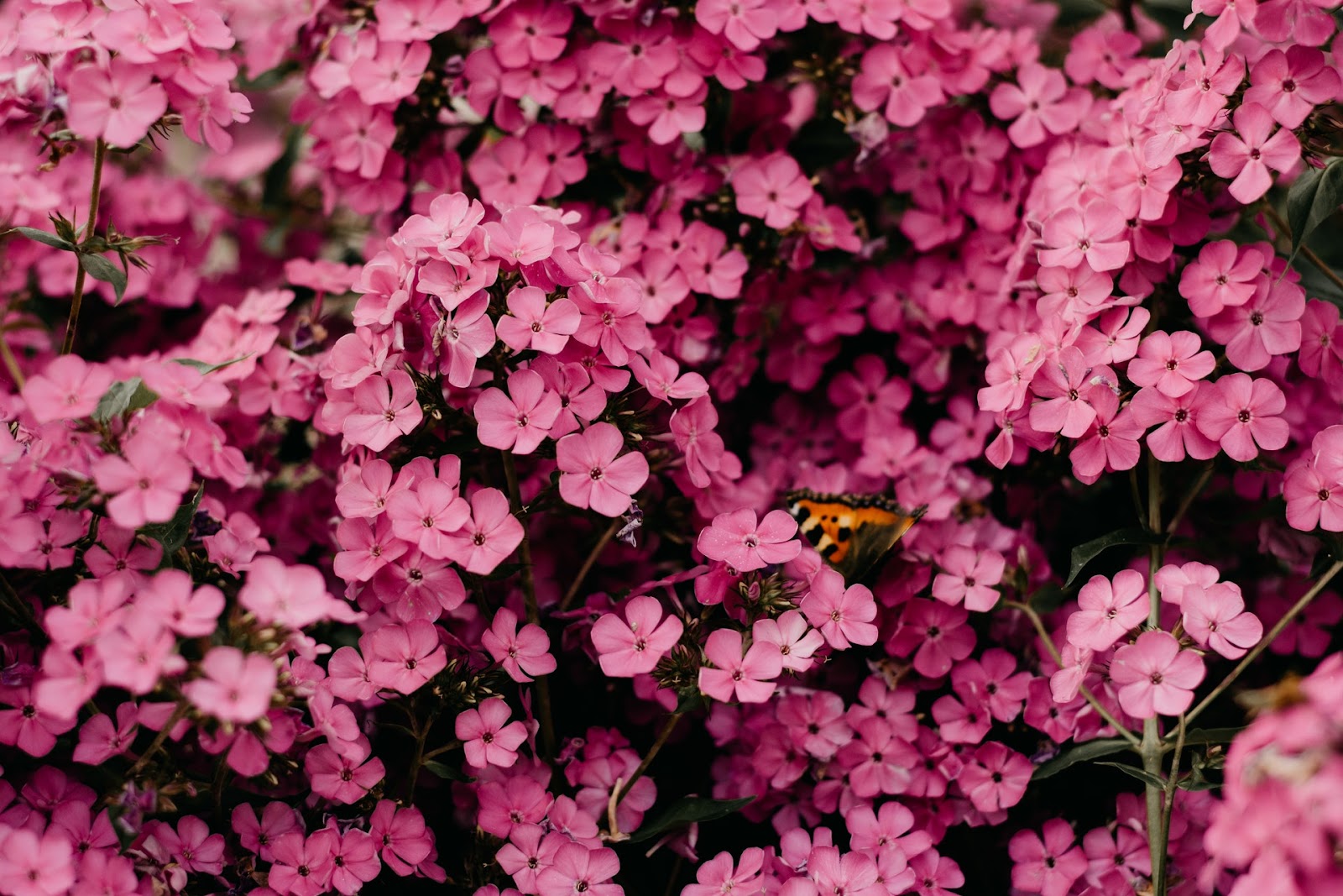 Pink flowers with a butterfly. 