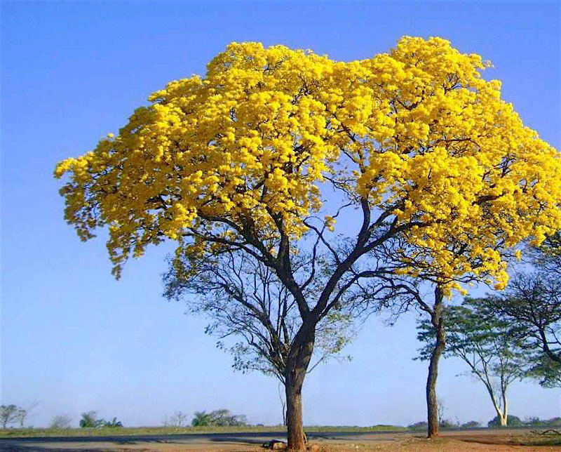 Jardim no inverno