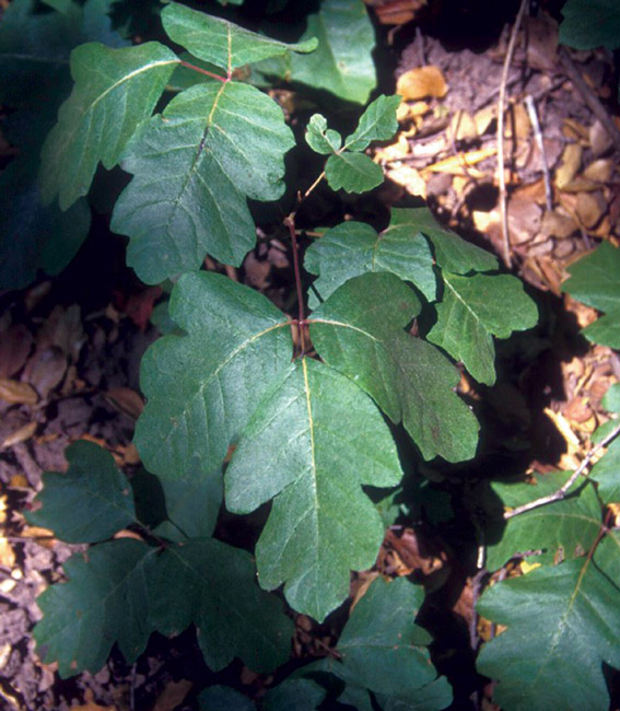Toxicodendron diversilobium (Poison oak).
