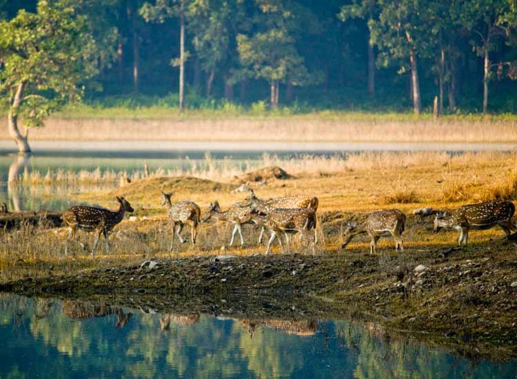 9 Splendid National Parks of Madhya Pradesh