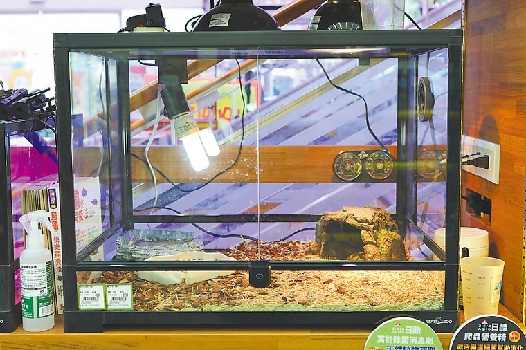 陸龜的飼養箱需要更多配備，包括溫濕度都要監控，才能維護陸龜健康。