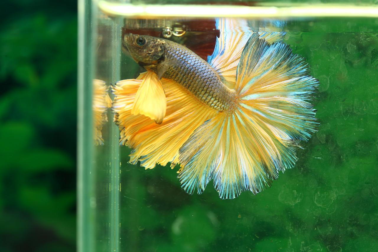 Male betta fish in tank