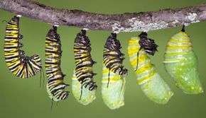 Caterpillar Metamorphosis: The Magic Within the Chrysalis | HowStuffWorks