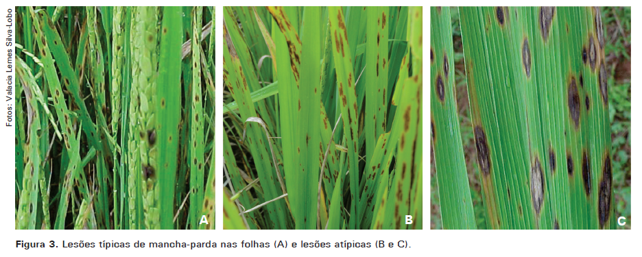 Sintomas típicos de mancha-parda nas folhas do arroz (A), e lesões atípicas (B e C).