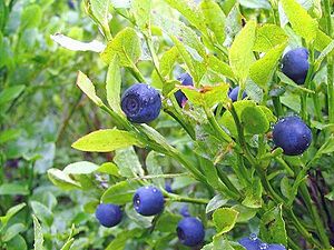 Heidelbeere (Vaccinium myrtillus)