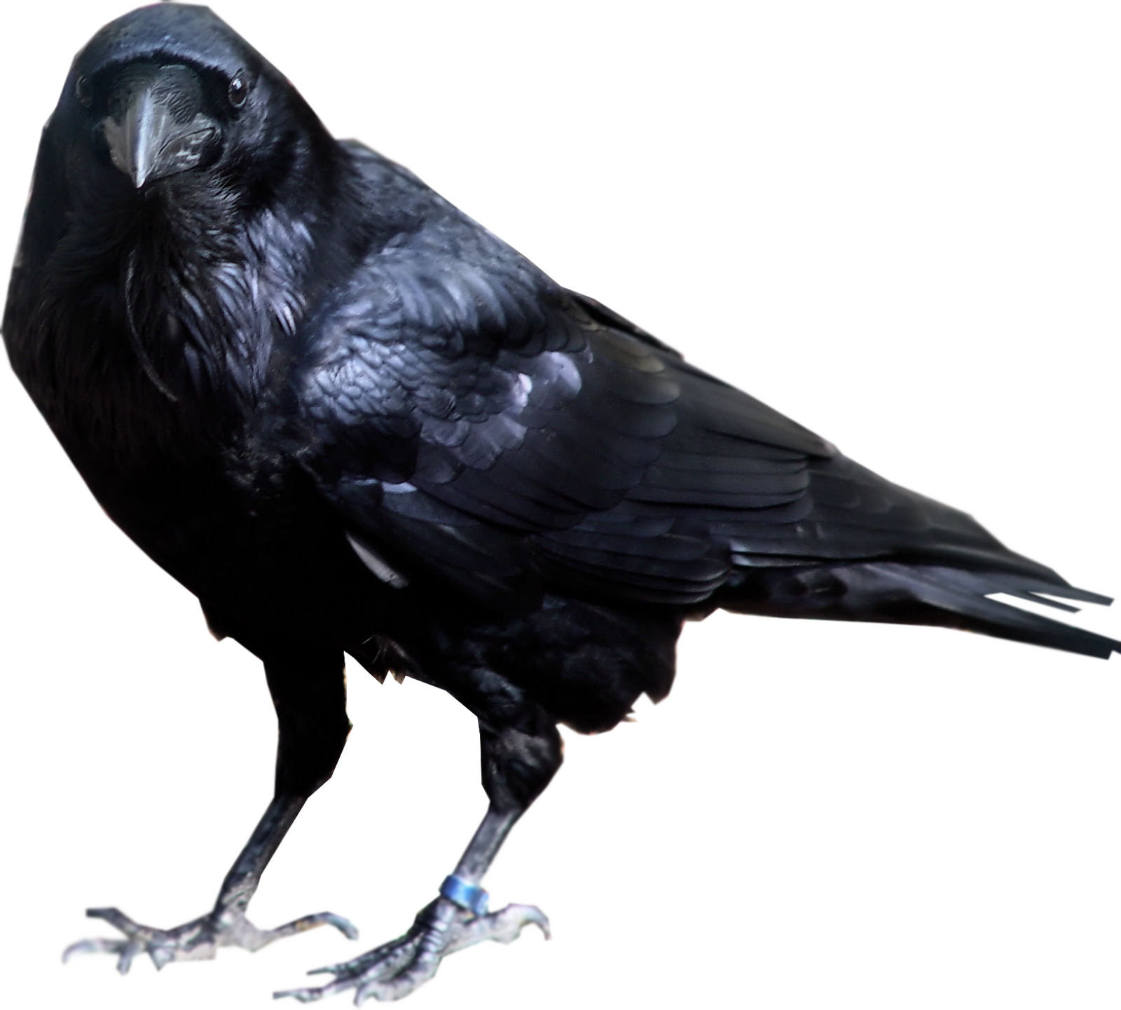 Raven-Bird-Transparent-Background.png