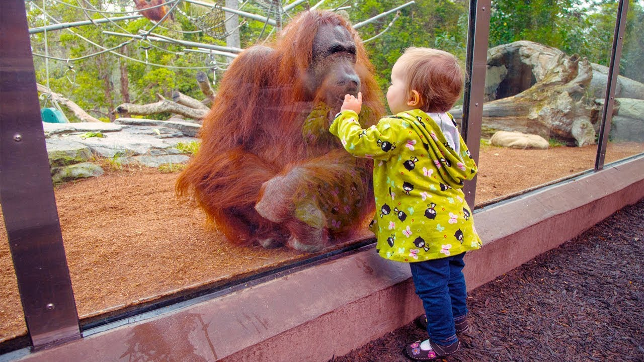 31 Scary Situations in Zoos