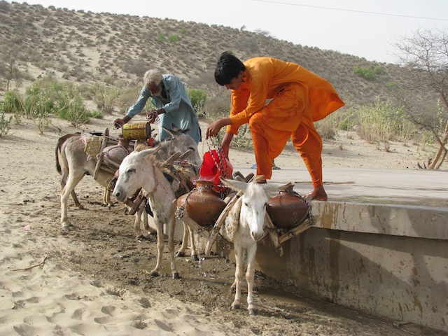 Locals here are almost entirely dependent on their cattle for food, livelihoods and water security. With so many animals perishing from disease and starvation as a result of the drought, many fear that they will slide further into poverty. Credit: Irfan Ahmed/IPS