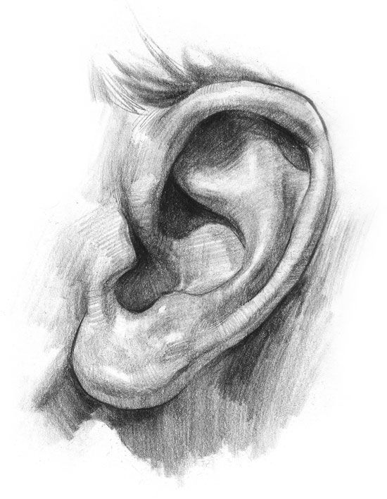 ear sketches