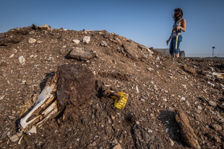 Decomposing Cow Skull Next To A Quarantine Site In Israel