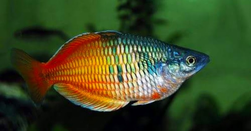 Ikan rainbow