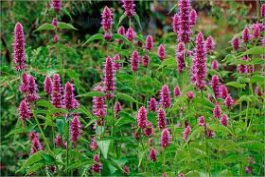 agastache foeniculum