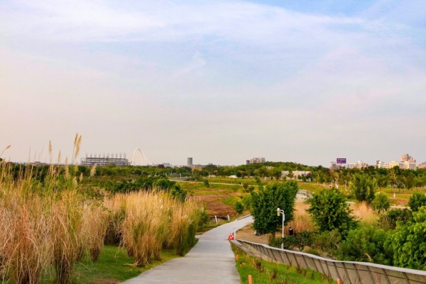 台中中央公園-五節芒