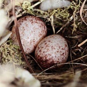 Wren eggs in the nest