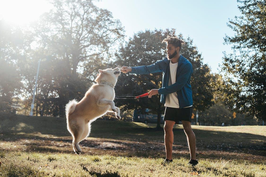 Free Side view of young African american guy in trendy sportswear training adorable Akita dog during outdoor workout in park Stock Photo
