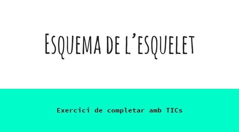 esquema de l'esquelet.JPG