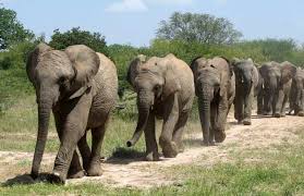 Image result for wild elephants