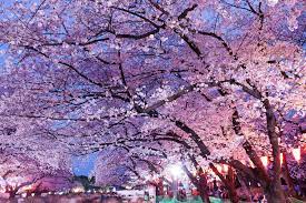 6 สถานที่สำหรับชมดอกซากุระช่วงฤดูใบไม้ผลิยอดฮิตในเมืองโตเกียว ที่ไม่ควรพลาด ! 1