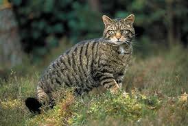 Image result for small wild cats