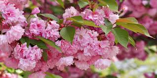 Kwanzan Flowering Cherry/Gisela 5 — Raintree Nursery