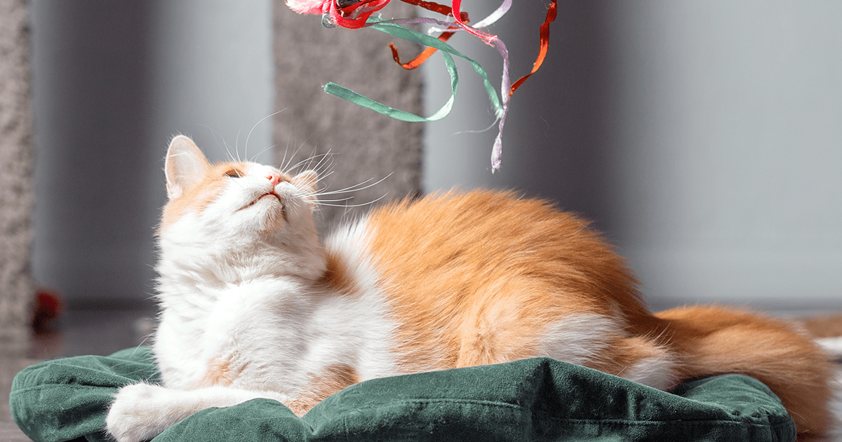 Orange and white cat laying admiring a hanging string toy