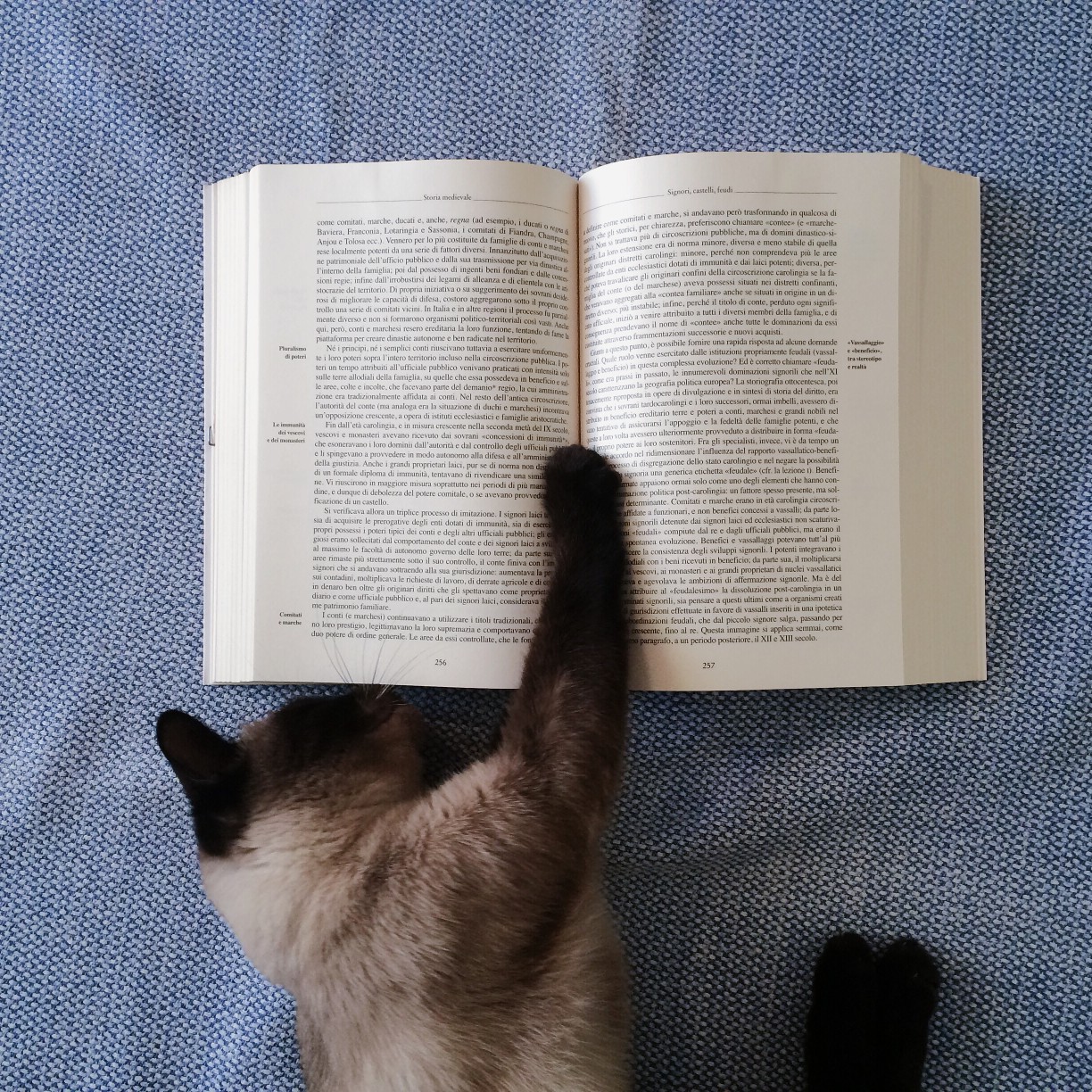 cat-with-paw-on-open-book