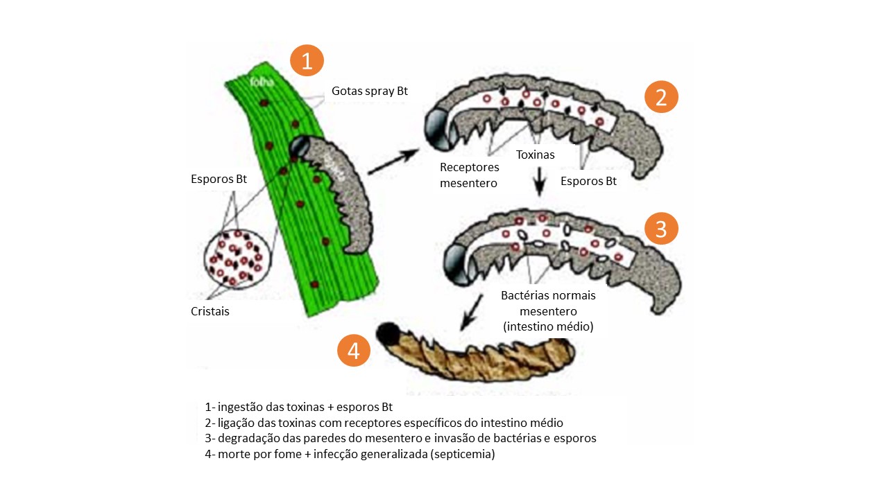 Controle biológico: Esquema de ação das toxinas Bt no intestino de insetos suscetíveis