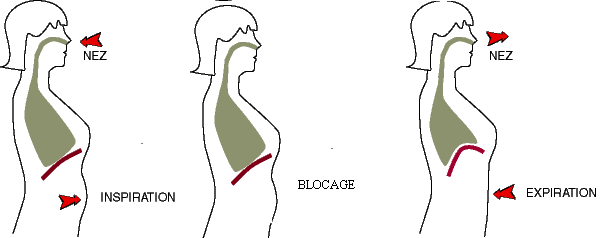 respiration-abdominale2.gif