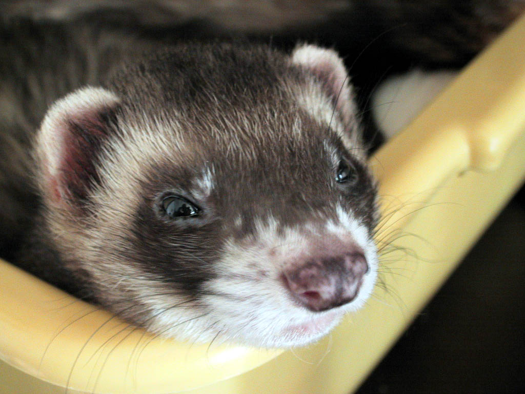 Typical ferret coloration