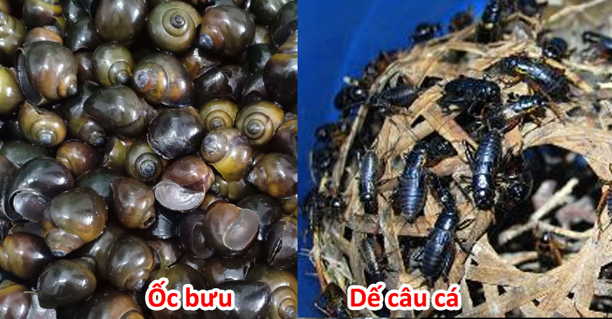Dùng ốc bưu và dế để câu cá chim
