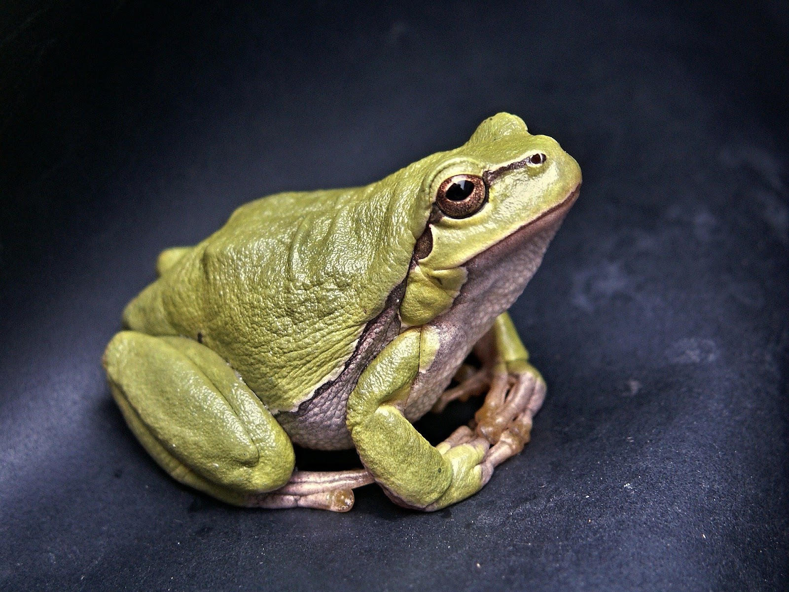 Cute frog looking up