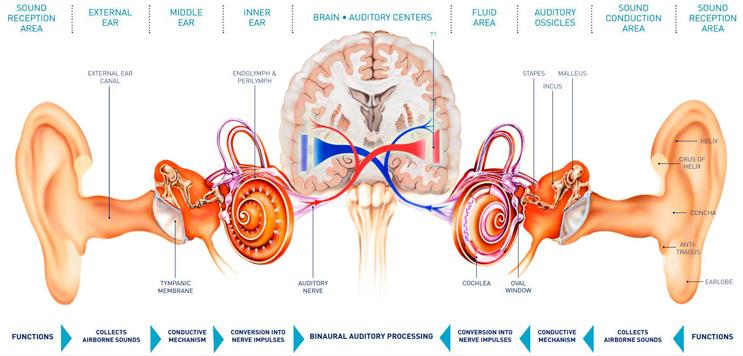 Anatomy of hearing