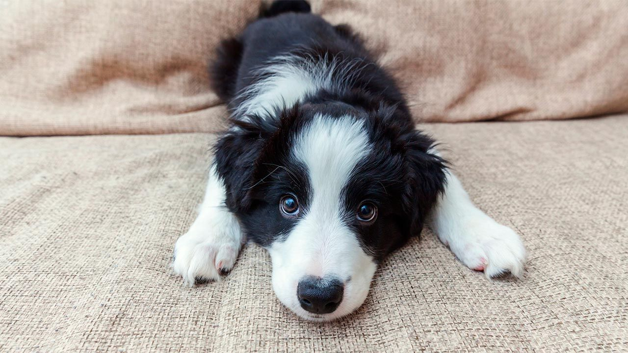 Zona cachorros: cómo preparar tu hogarp ara la llegada de un perro